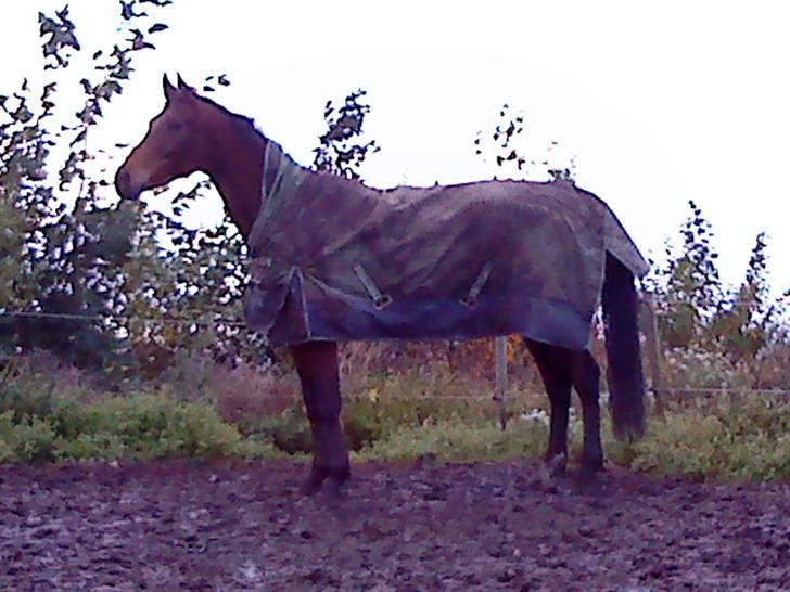 Welsh Pony af Cob-type (sec C) Fiango Junior - Første gang på fold sammen med de andre (: <33 (Taget med mobil) billede 10