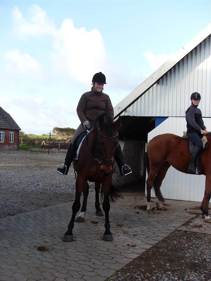 Welsh Pony af Cob-type (sec C) Fiango Junior - Et par dage efter jeg havde fåede ham, den første ride tur på ham, da han var min (: billede 11