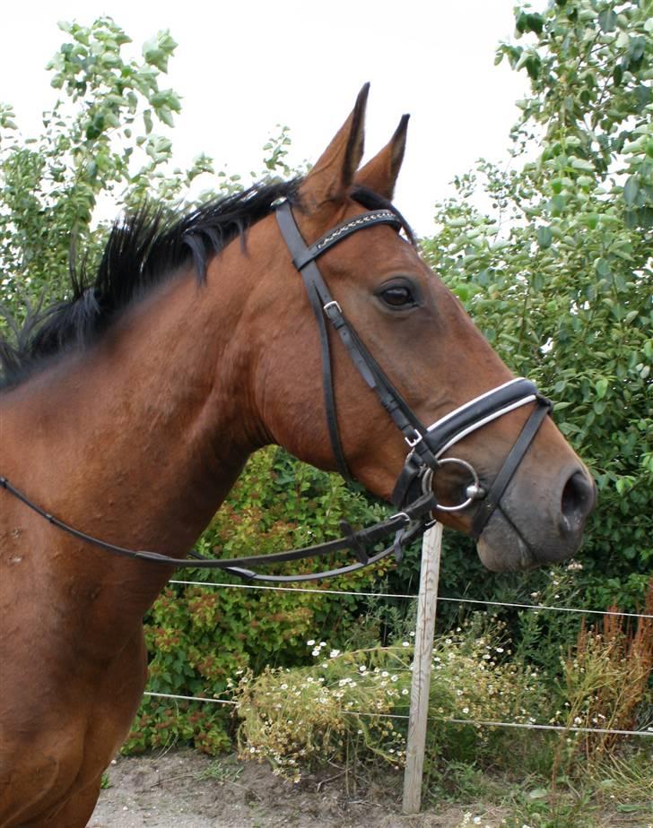 Welsh Pony af Cob-type (sec C) Fiango Junior - træning d. 29 juli billede 12
