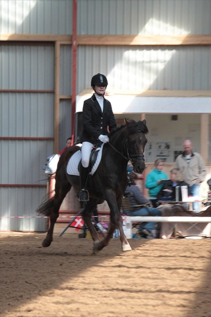 New Forest Ækpara - LB1 i grejs Foto: Charlotte Petdersen  billede 8