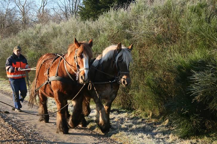 Jyde SMUKKE Sally *R.I.P.* - Første gang i seletøjet...  billede 19
