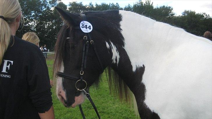 Tinker Solgaardens miss wicki - Wicki til Store Hestedag 2010 billede 4