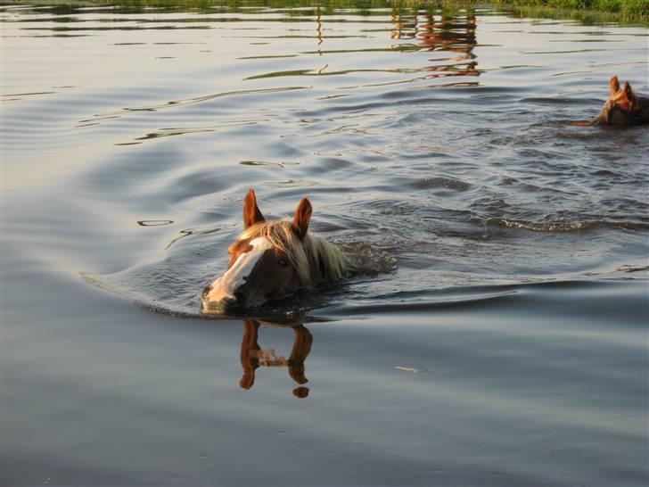Jyde Silvia - Silvia er et godt svar på at heste kan svømme: foto beste billede 18