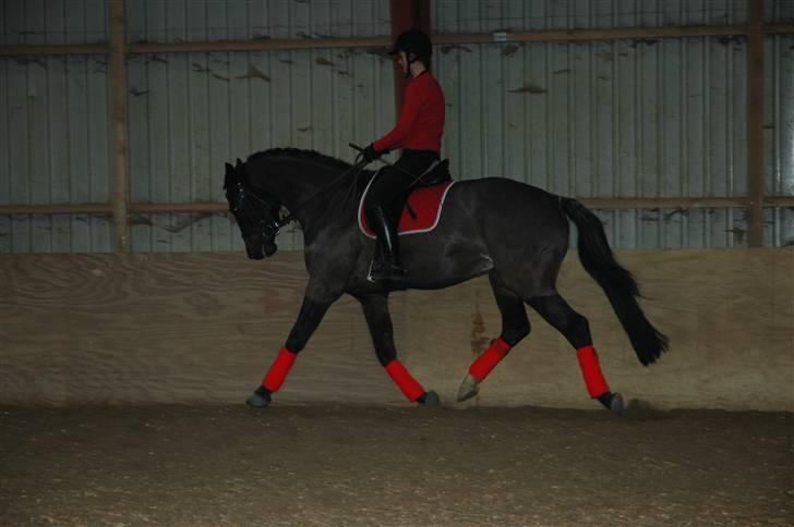 Dansk Varmblod Vejlgårds Casco - 2. juledag billede 13
