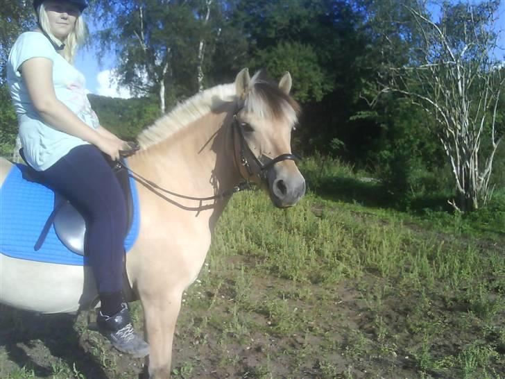 Fjordhest Pilgaard's josefine billede 10