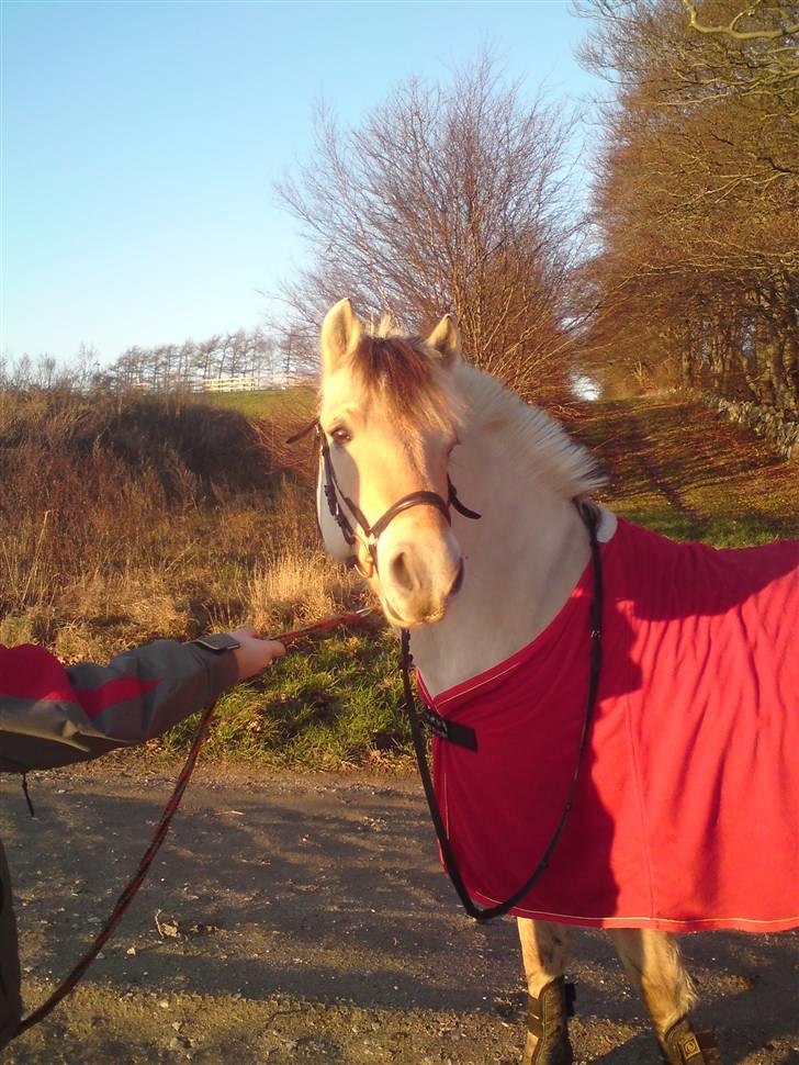 Fjordhest Pilgaard's josefine billede 11