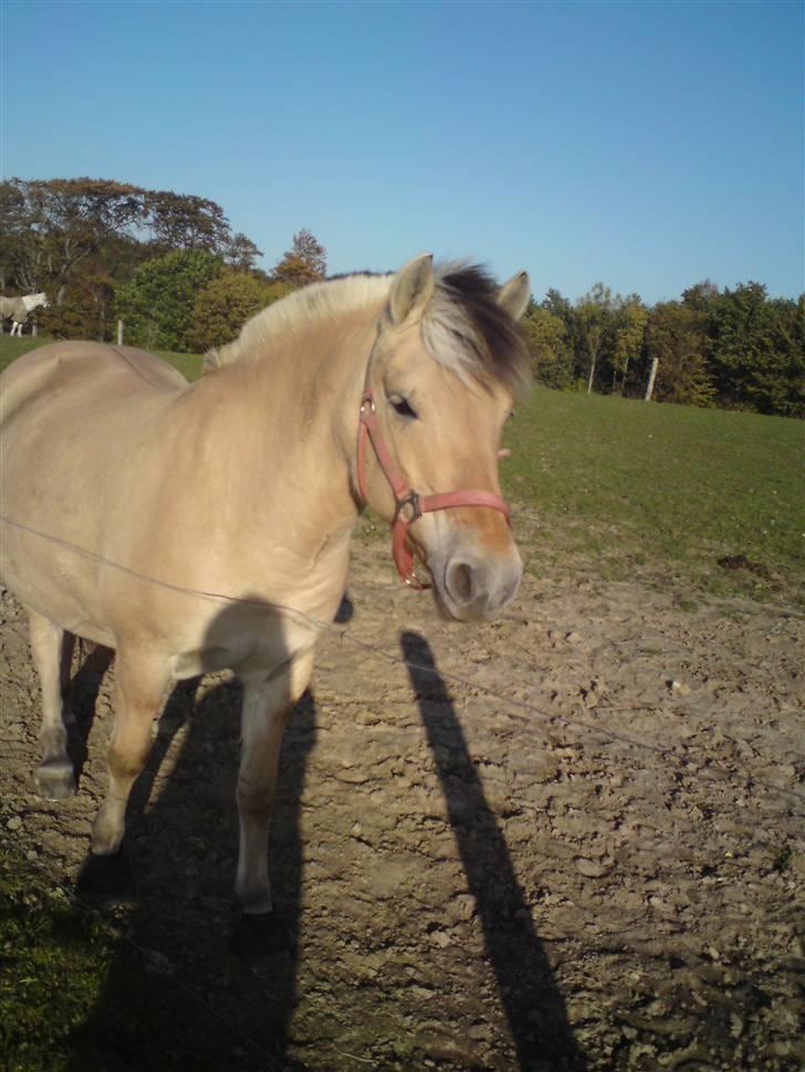 Fjordhest Pilgaard's josefine billede 12