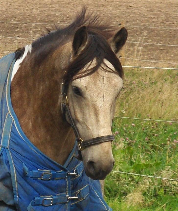 Anden særlig race silas<3<3 ***Solgt*** billede 20