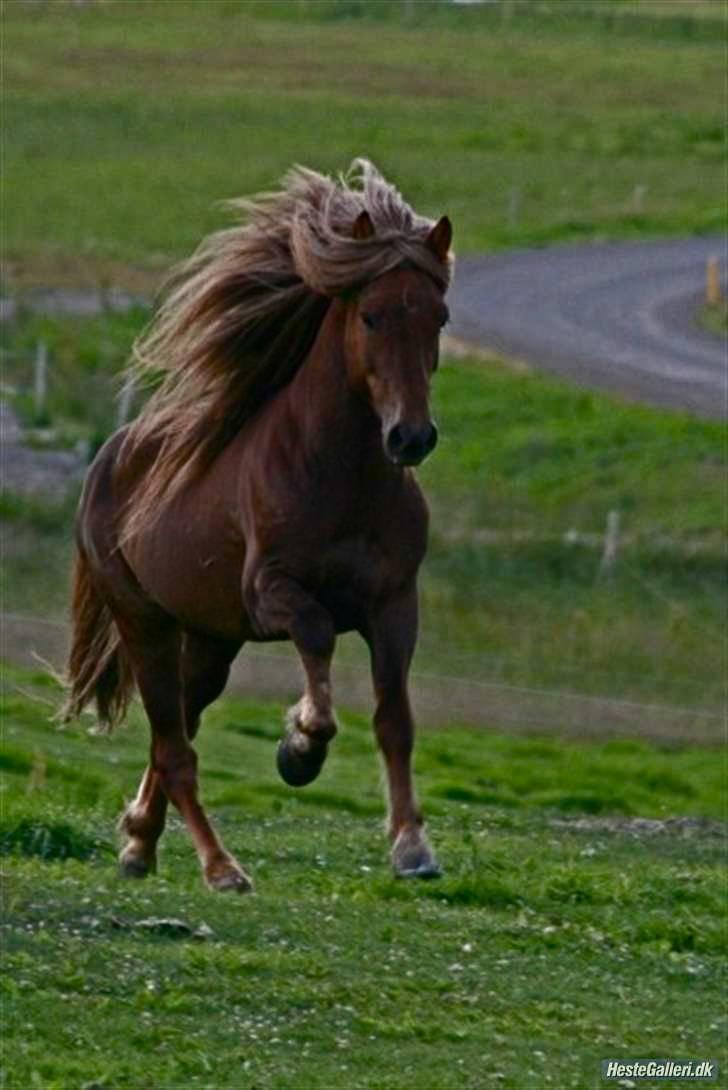 Islænder -Edgar f. Hjallanesi 1(død)  - - Eddi, 4 år som hingst. /Maria billede 6