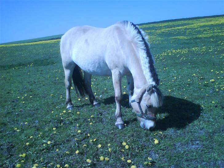 Fjordhest Freja - Velkommen til Freja´s profil!(:<3 billede 1