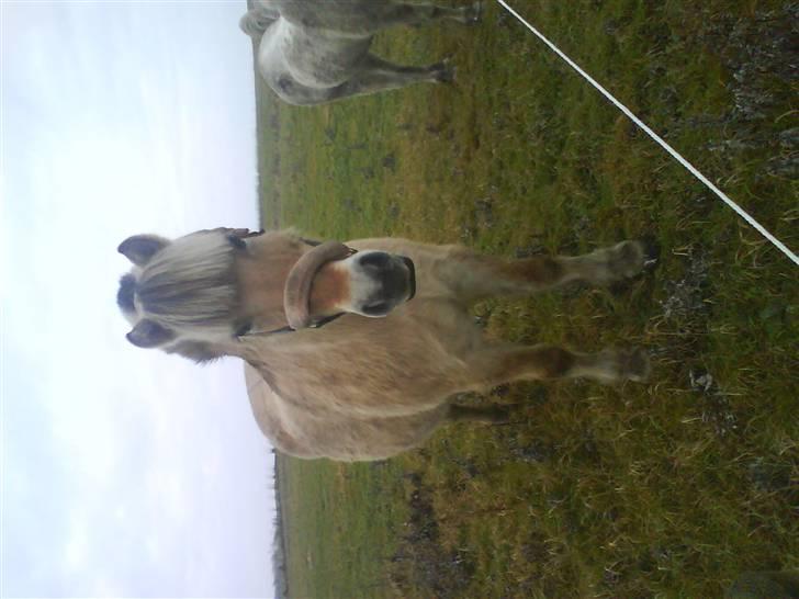 Fjordhest Freja - Her er Freja, en mega kold gråverjsdag billede 2