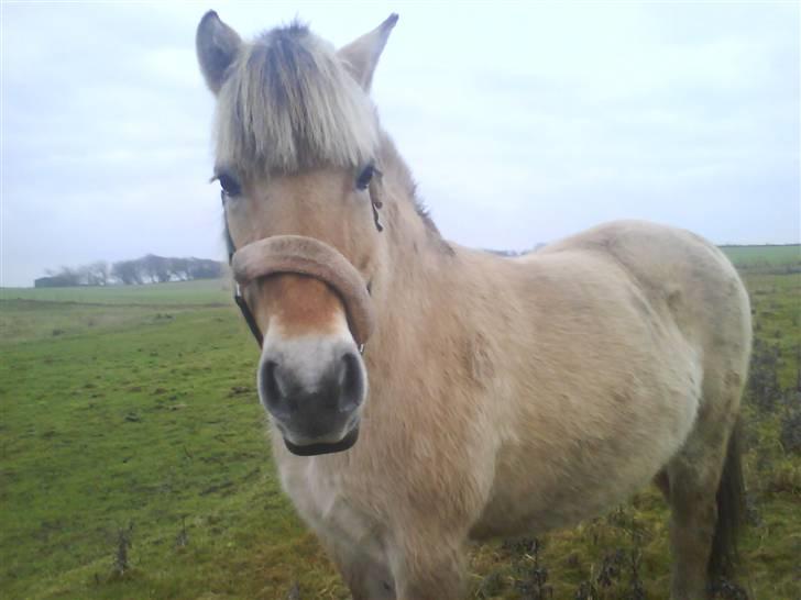 Fjordhest Freja - Her er Freja igen(:<3 billede 3