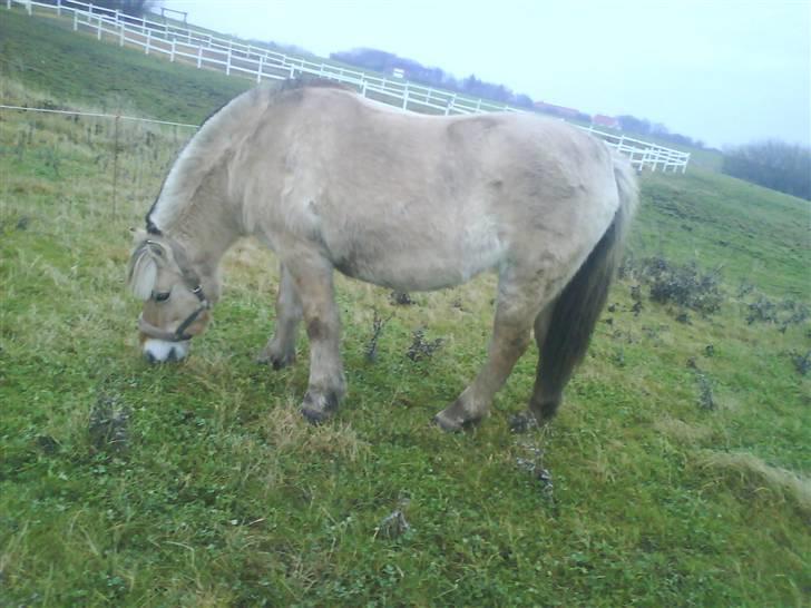 Fjordhest Freja - Freja igen:D billede 4