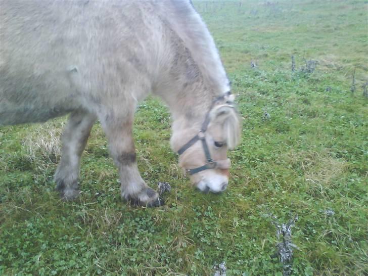 Fjordhest Freja - Freja der spiser billede 5