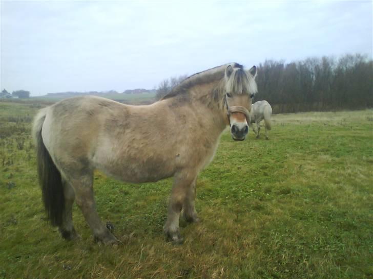 Fjordhest Freja - Her har jeg sørme fanget hendes opmærksomhed!:D billede 6