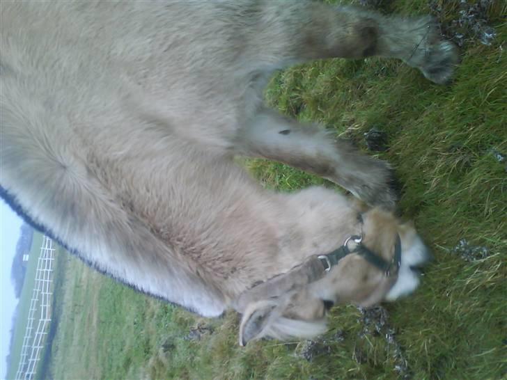 Fjordhest Freja - Freja der spiser,,, igen!:D billede 7