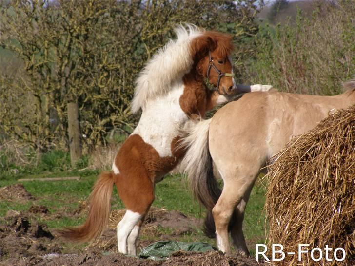 Anden særlig race Zibo billede 18