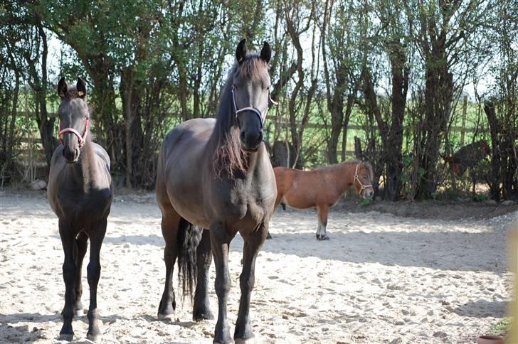 Frieser Jilke Wanda Van de Strubbenhof billede 7