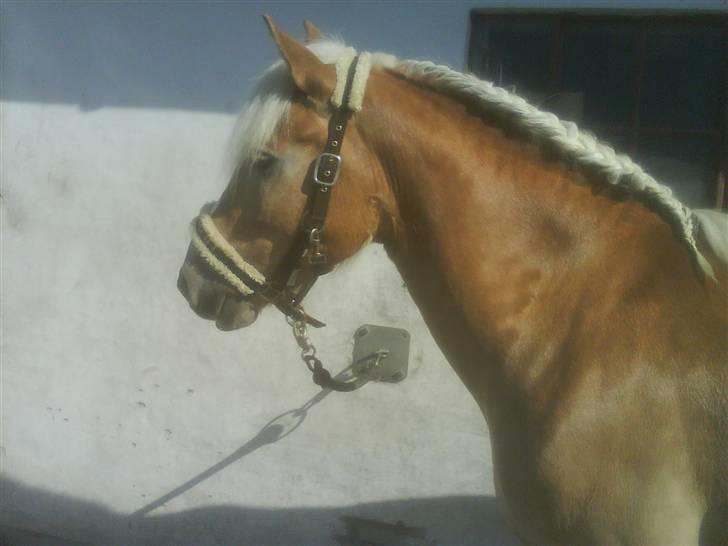 Haflinger Meike - solgt -  - fine meike med hingste fletning. billede 17