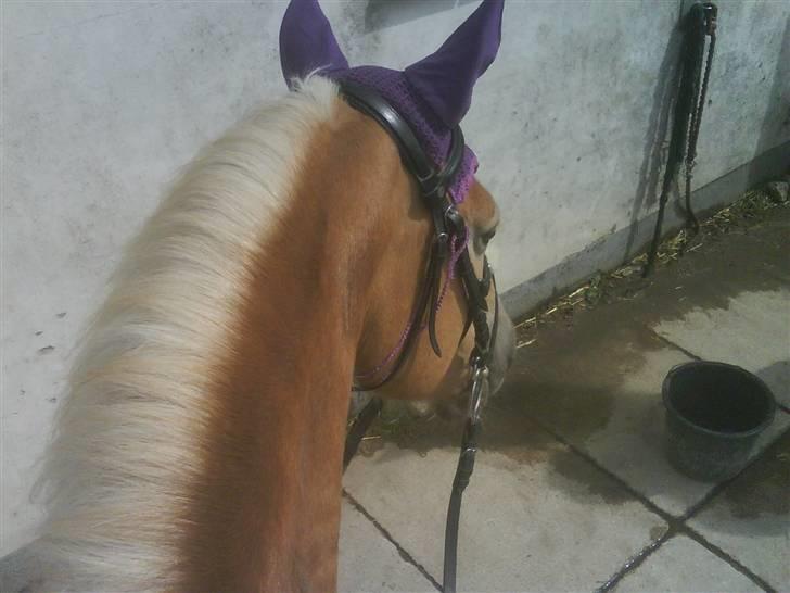 Haflinger Meike - solgt -  billede 18