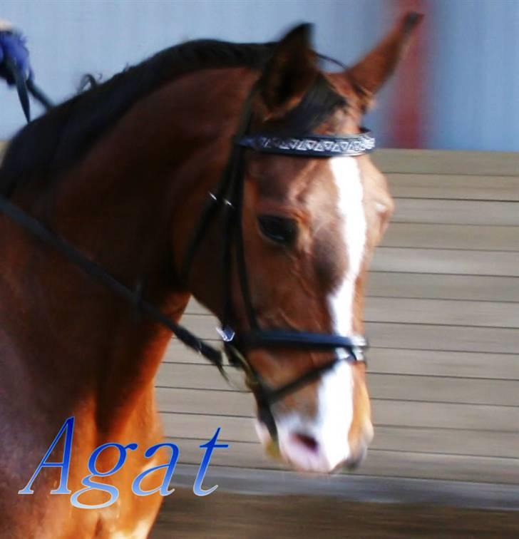 Dansk Varmblod Agat   billede 18
