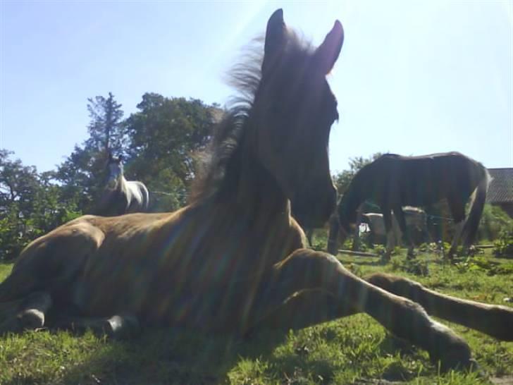 Anden særlig race Lundgaards Mulan billede 5