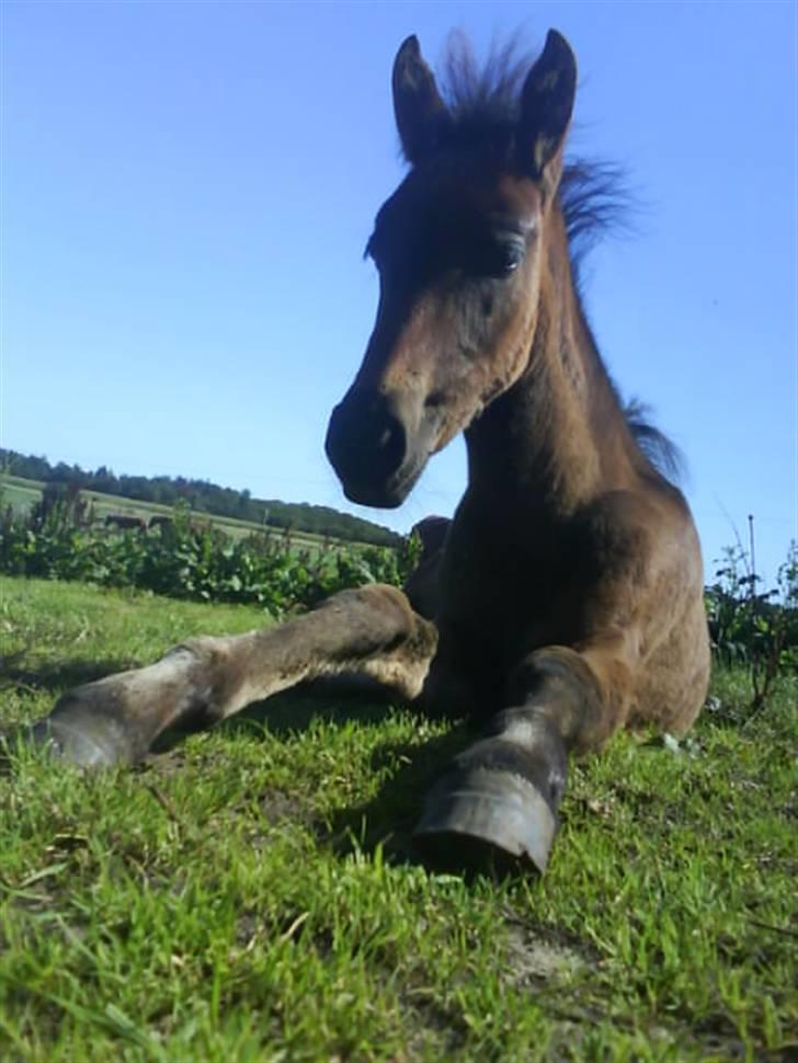 Anden særlig race Lundgaards Mulan billede 6