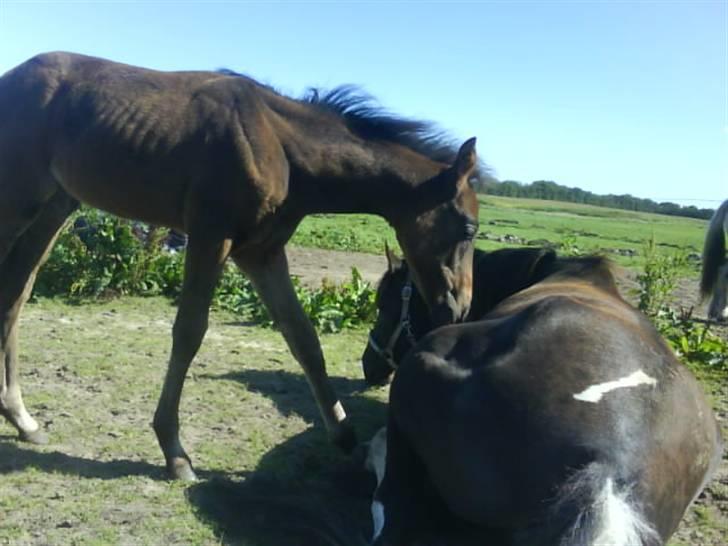 Anden særlig race Lundgaards Mulan billede 7