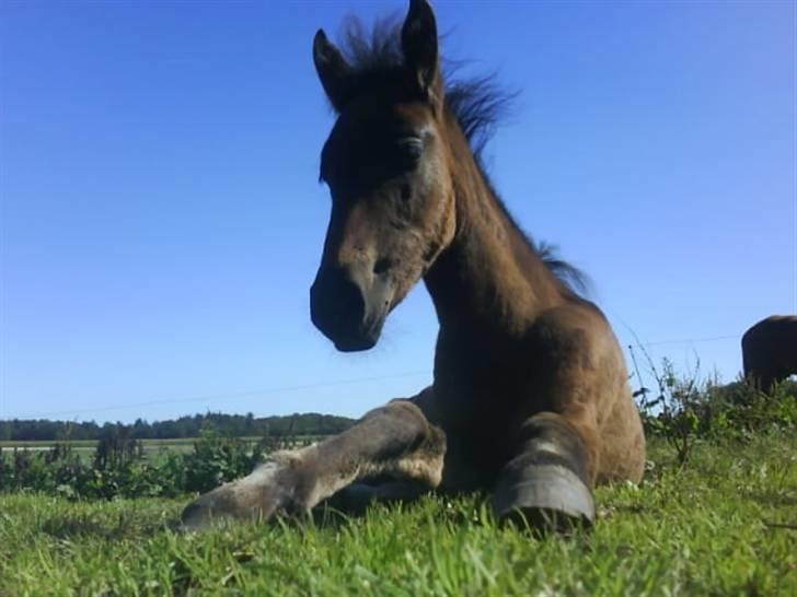Anden særlig race Lundgaards Mulan billede 8