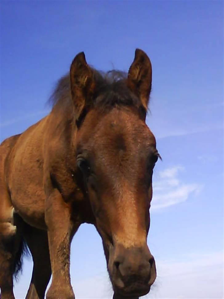 Anden særlig race Lundgaards Mulan billede 9