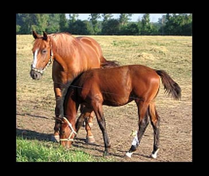 Anden særlig race Bacardi - Bacardi og hans mor  billede 9