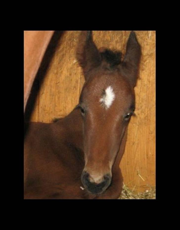 Anden særlig race Bacardi billede 10