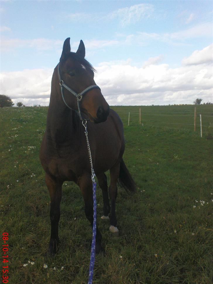 Anden særlig race Bacardi - Bacardi sommer 08 billede 11