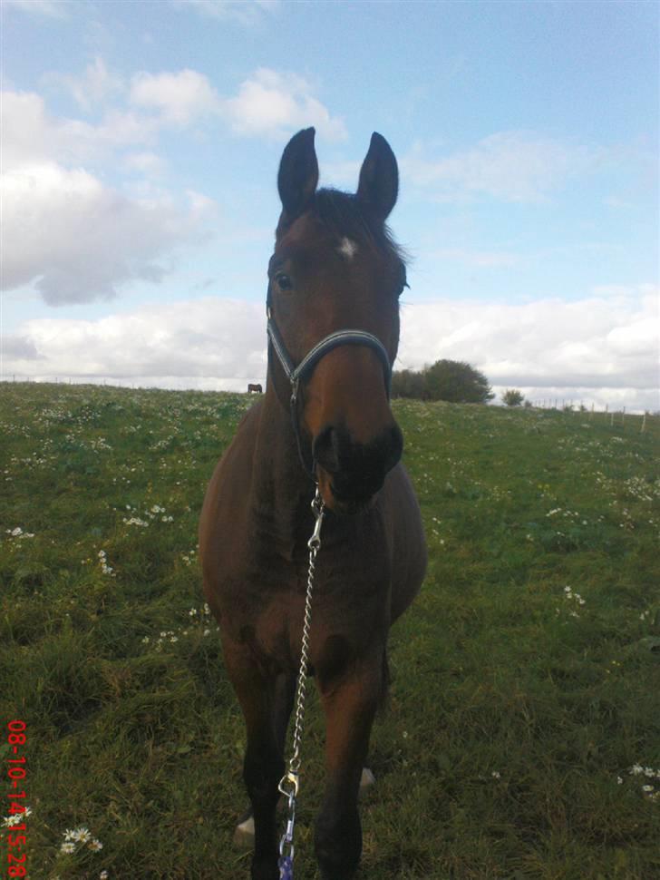 Anden særlig race Bacardi - sommer 08 billede 12