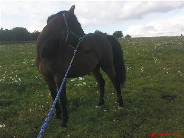 Anden særlig race Bacardi - Bacardi sommer  08 billede 13