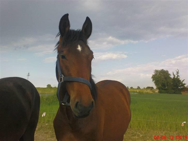 Anden særlig race Bacardi - sommer 08 billede 14