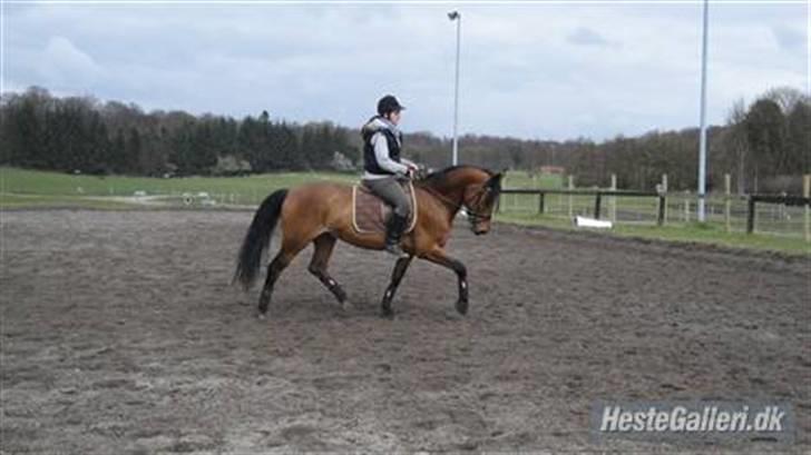 Hollandsk Sportspony Melodie(ride s.)solgt billede 9