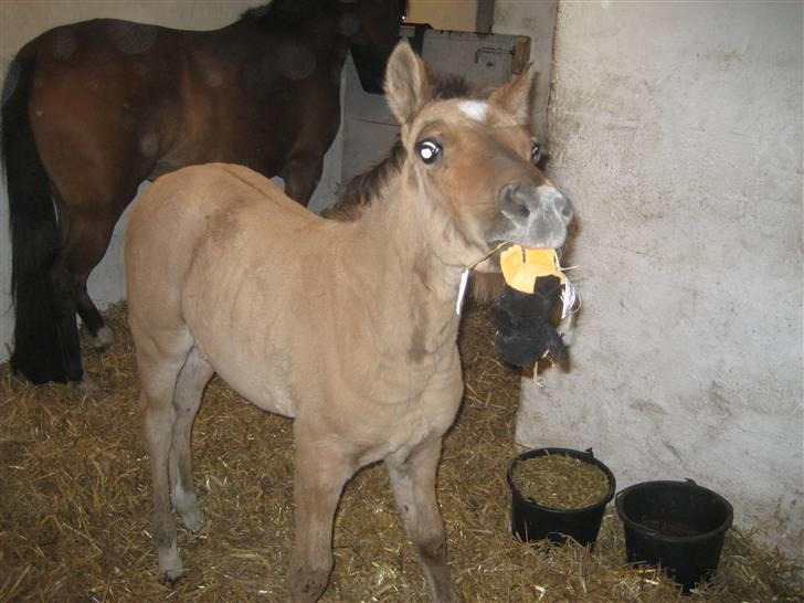 Tysk Sportspony No Worries S billede 1