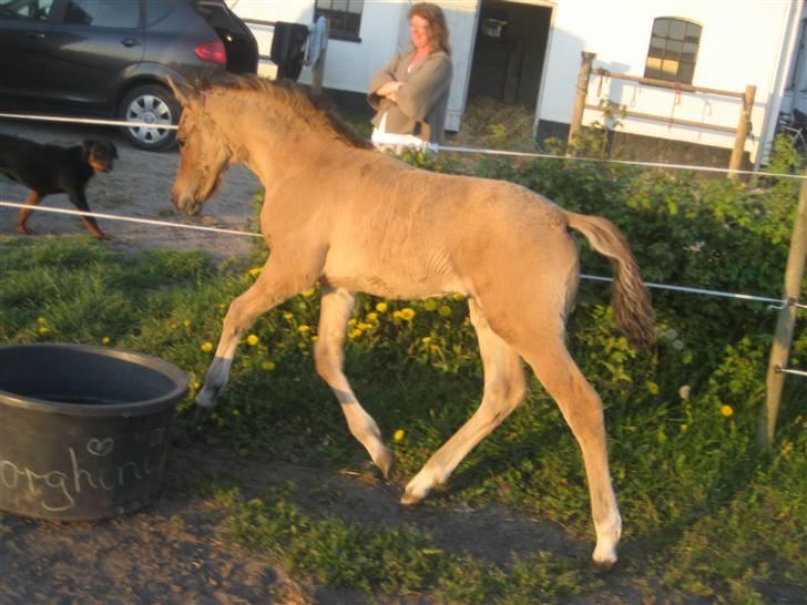 Tysk Sportspony No Worries S billede 2