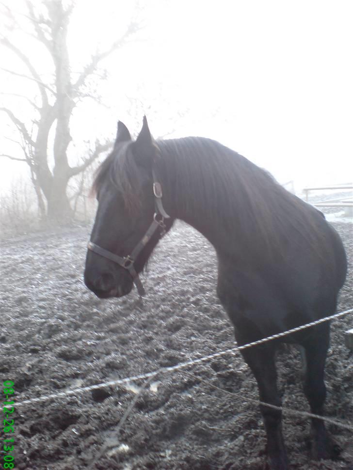 Frieser Wietske - Alle tiders billede, det er ikke taget i sort hvid, det var bare mega tåget. det er vildt fedt billedet ! billede 1