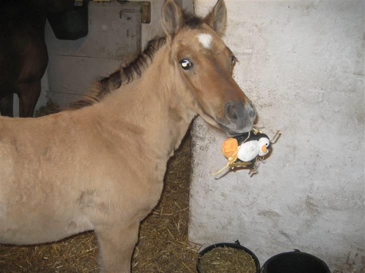 Tysk Sportspony No Worries S billede 3