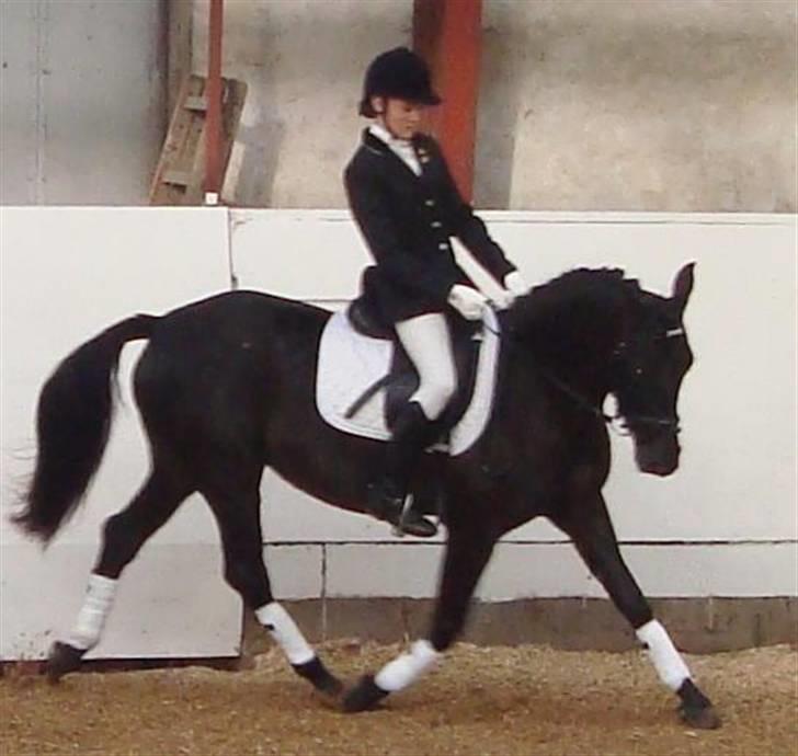 Anden særlig race Fromsmindes Effino. SOLGT billede 15