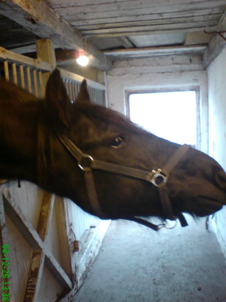 Frieser Wietske - Gi mig gi mig !! :D tigge dyret ;) billede 2