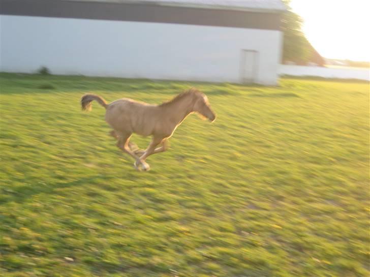 Tysk Sportspony No Worries S billede 4