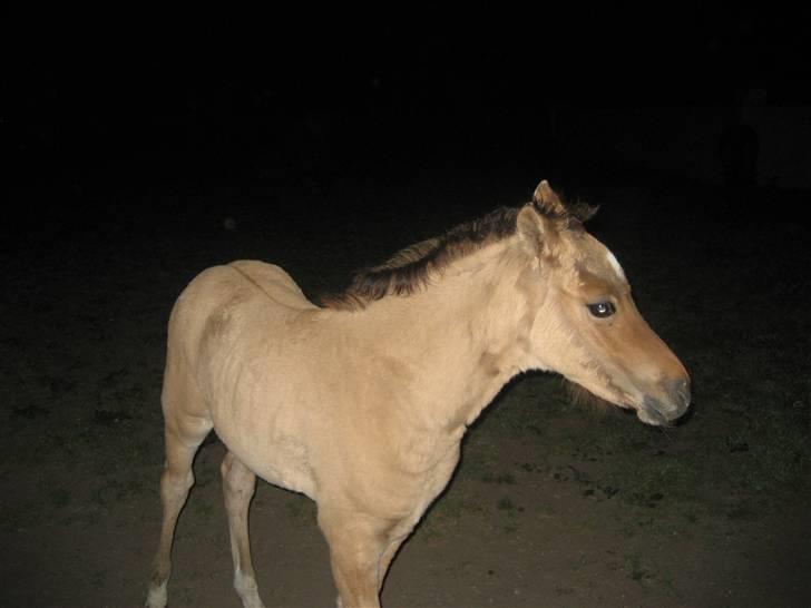 Tysk Sportspony No Worries S billede 6