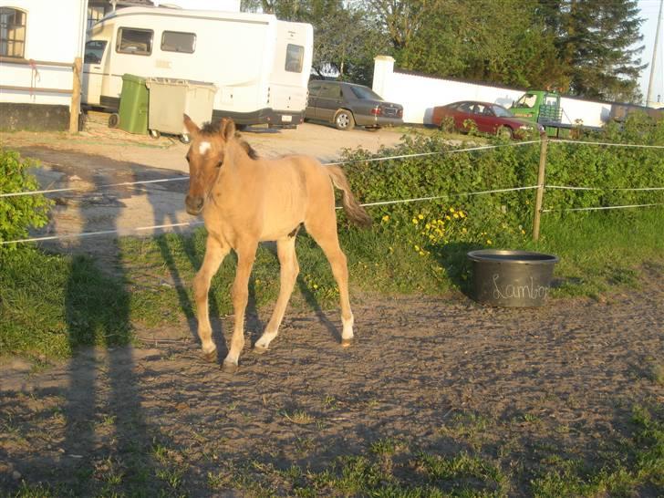 Tysk Sportspony No Worries S billede 8