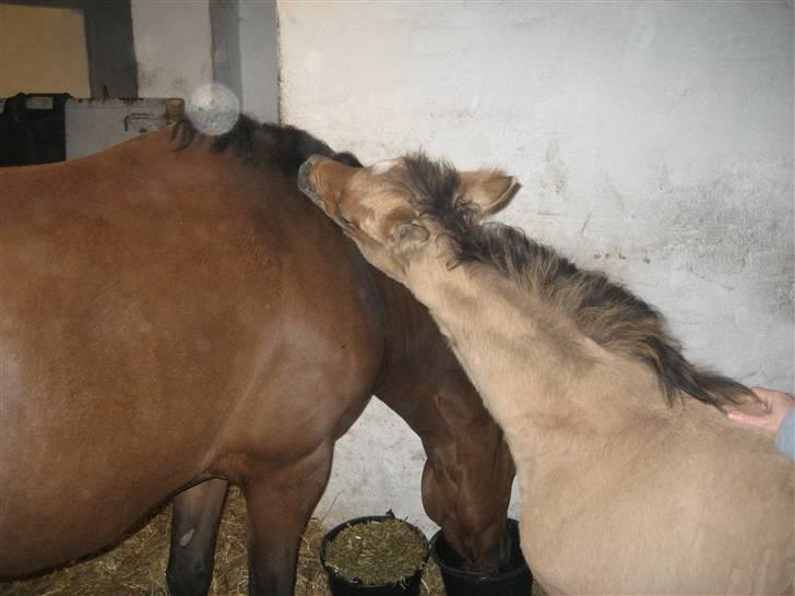 Tysk Sportspony No Worries S billede 9