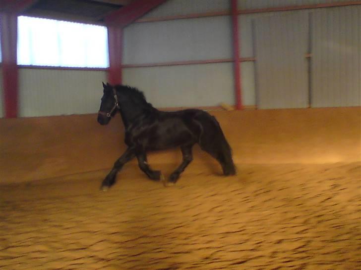 Frieser Vabis - Elsker den hest <33 billede 3