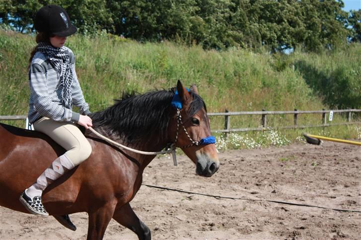 Hollandsk Sportspony | Selena - Ridning i rebgrime, sommer 2009.. Da sele var på sommergræs i Kølsen. billede 16