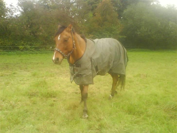 New Forest Waliant billede 14